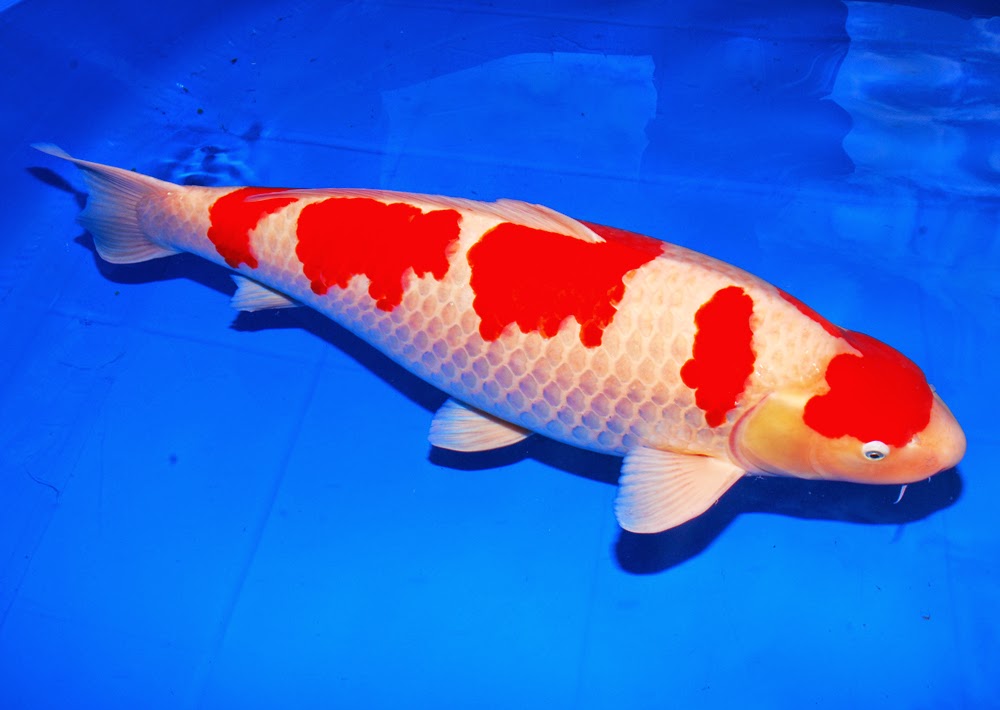 Jual Ikan Hias Koi  di Bali Penyebab Hilangnya Warna Ikan  Koi 