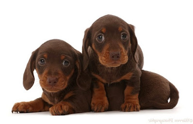 Chocolate Dachshund Puppies For Sale Near Me