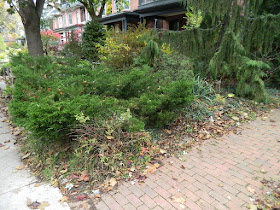 Toronto The Annex Front Garden Fall Clean up before by Paul Jung Gardening Services