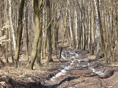 przedwiośnie w lesie. grzyby 2018, grzyby w marcu, grzyby nadrzewne