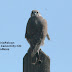 Most pics of Prairie Falcon