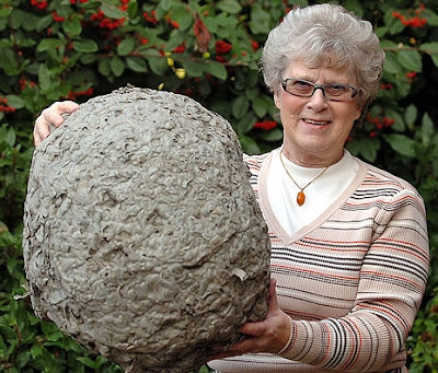 Enormous wasp's nest