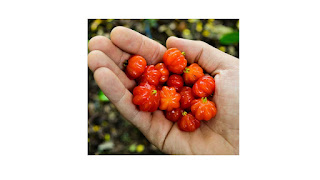 Surinam Cherry fruits Plants images