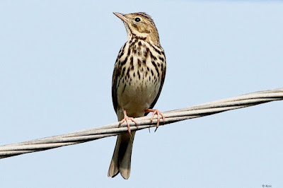 "Tree Pipit - Anthus trivialis, not common winter visitor perched on a wire."
