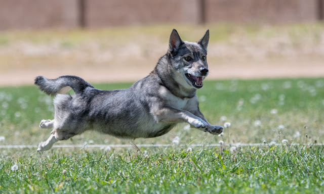 A Swedish Vallhund standing in a grassy field, looking alert and attentive.