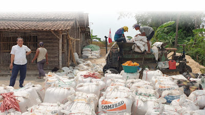 Panen Jagung PT Sang Hyang Seri pada Program Makmur