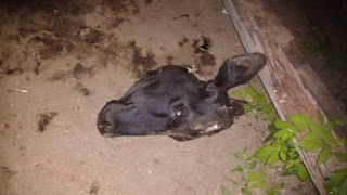 Roubo de gado, animal é morto de forma Barbara em Macajuba