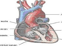 Darah Mengangkut Karbon Dioksida Yang Terbanyak Dalam Bentuk