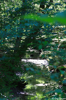 Ambiance Maré Poitevin sur les canaux de la Mare aux Evées