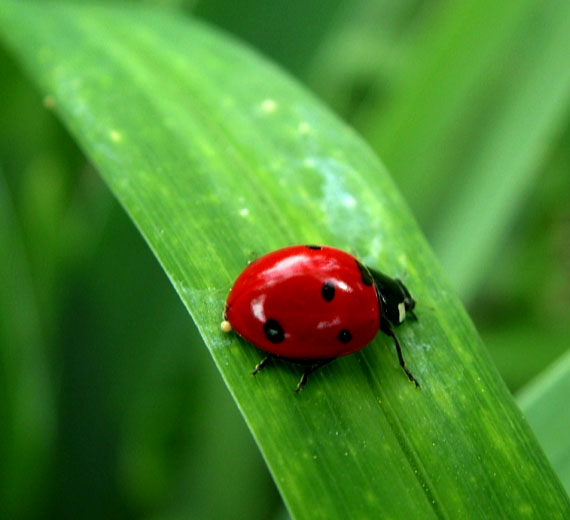 Ladybug The Life of Animals