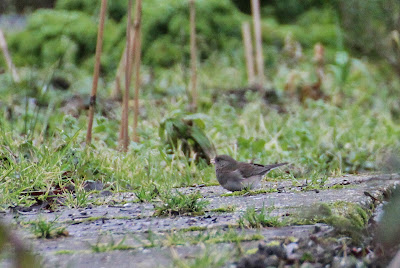 Grize Junko - Grijze Junco - Junco hyemalis