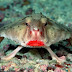 سمكة الخفاش ذات الشفاه الحمراء Red-lipped batfish