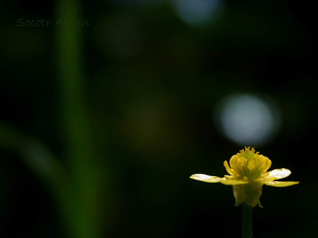 Ranunculus silerifolius