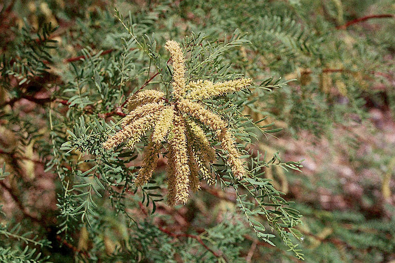 Прозопис железистый (Prosopis glandulosa, =Neltuma glandulosa)