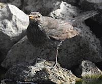 Mirlo común. (Turdus merula)