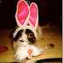 Perros con orejas de conejo de Pascua