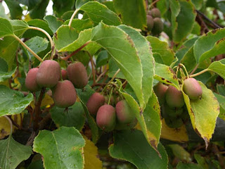 Hardy Kiwi Fruit Pictures