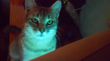 Viento el gato