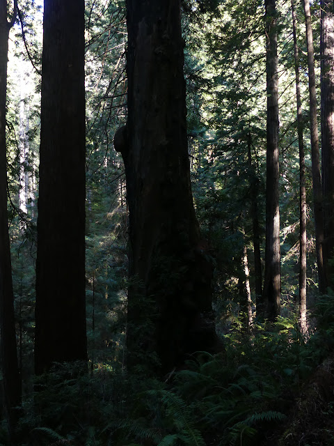 very large trees