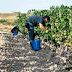 El cambio climático resta calidad a los vinos de Tempranillo