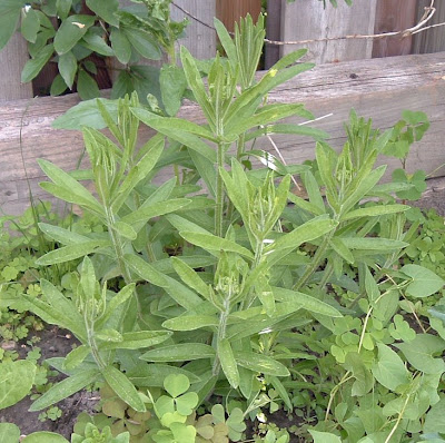 [Photo: Asclepias tuberosa foliage.]