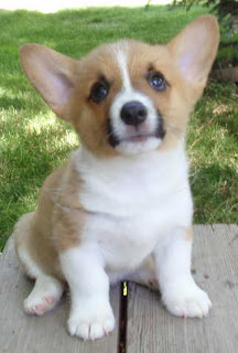 Pembroke Welsh Corgi Puppy Pictures