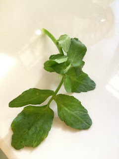 watercress vegetable cure for cough 