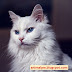 Angora Cats And Kitten Information