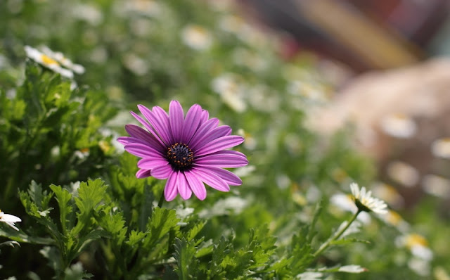 African Daisy Flowers Pictures