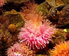 Amazing Pictures of Animals, photo, Nature, exotic, funny, incredibel, Zoo, Sea anemones, Actiniaria, Alex (17)