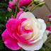 pink and white rose