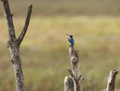 Martín pescador común (Alcedo atthis)