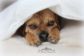 New Puppy Product Recommendations, Bliss-Ranch.com