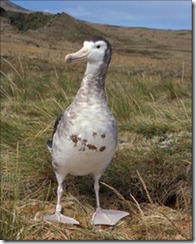 Amsterdam Albatross