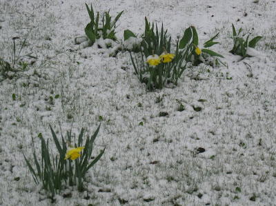 Osterglocken im Schnee