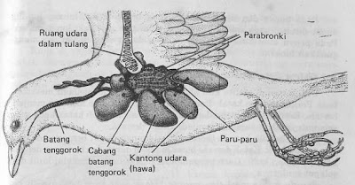 Biologi Kelas X Aves fungsi Kantung Udara (Hawa)