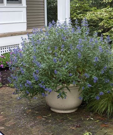 Image of Caryopteris plant in a garden