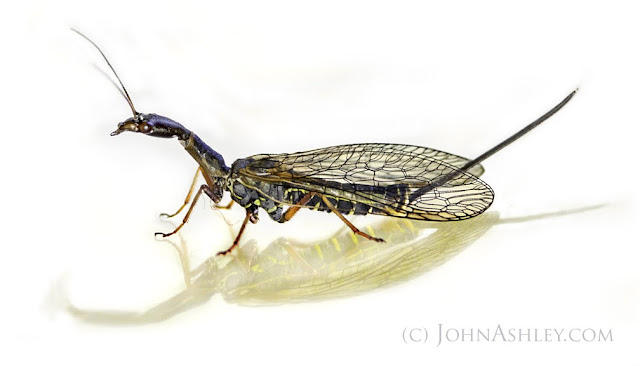 Female snakefly (c) John Ashley