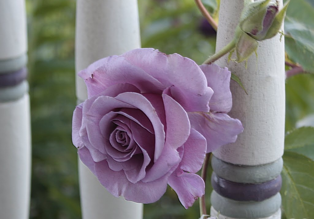 Buku harianQ: Wallpaper bunga ungu