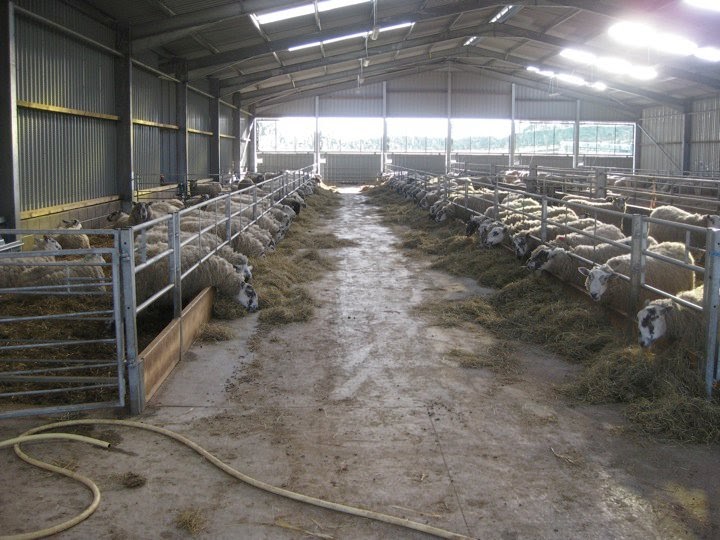 Small sheep barn plans | Chellsia