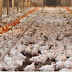 Sector avícola rechaza ley tasa 0 a 67 productos canasta familiar