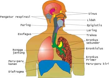 Anatomi Paru-paru