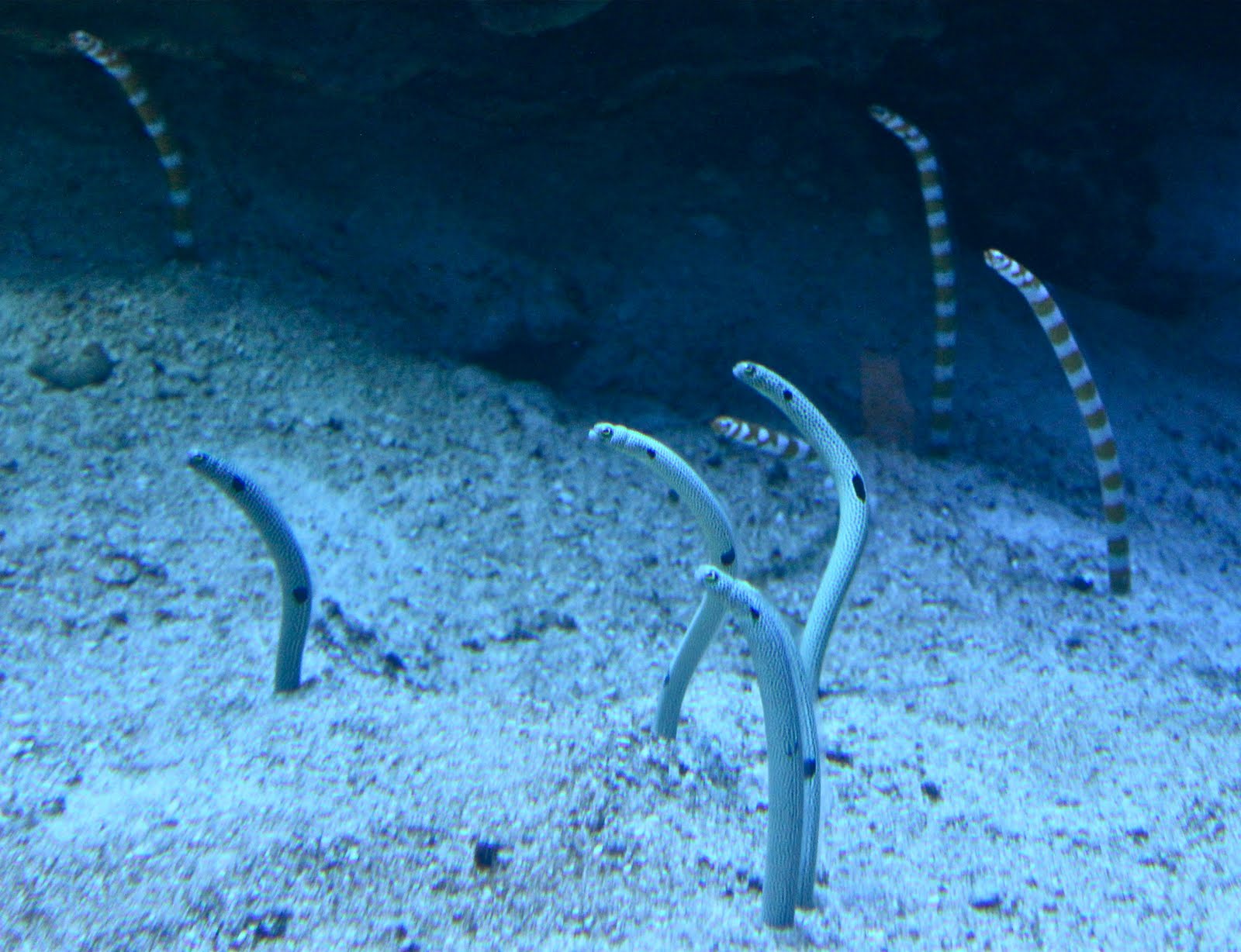 Garden Eel