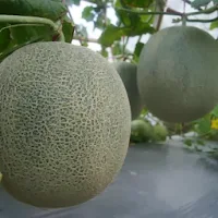 jual benih, melon,benih pertiwi,benih anti virus, manfaat buah melon, toko pertanian, toko online, lmga agro