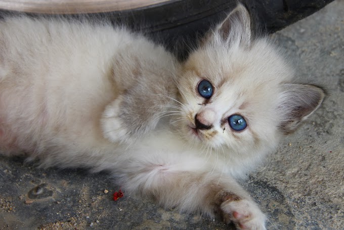 Kecomelan kucing itu satu penyeksaan sebenarnya