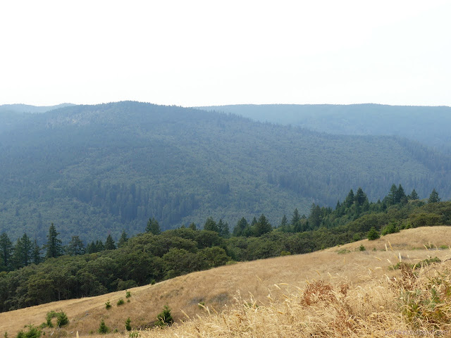 smoky valley with trees in patches