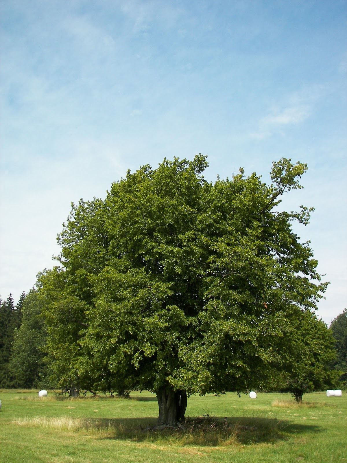 Trees Planet Carpinus betulus European Hornbeam 