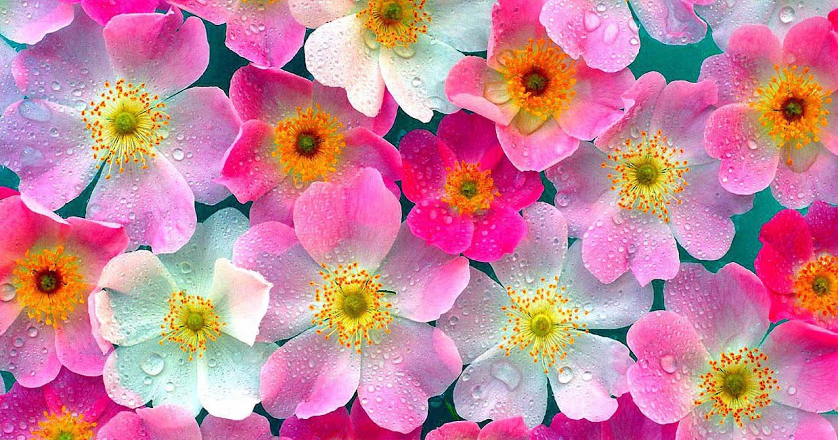 Gambar-Gambar Bunga Berwarna Merah Muda