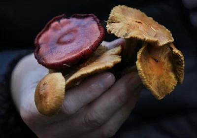 Mushroom farming in Jammu