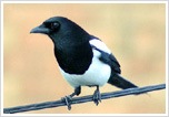 Gyeongju City Bird Magpie